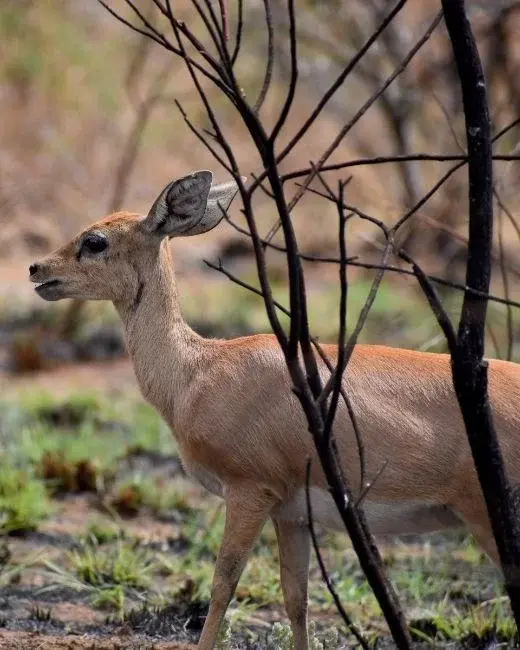 Pilanesberg-National-Park-iss (1)